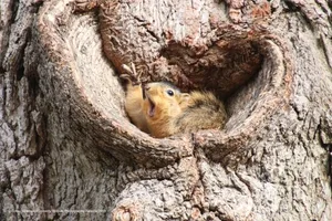 «Who would like a peanut?» – «wer möchte eine Erdnuss?», fragt das amerikanische Fuchshörnchen laut Fotograf Corey Seeman.