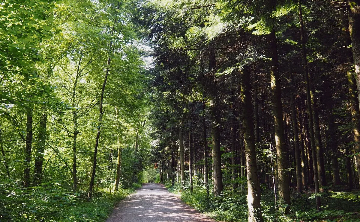 368e37fad8d0f4bd16283a512549f1b175b3f85f22b1c95fe97a19ffb0c0256e Das Waldlabor am Hönggerberg zeigt den Wald in all seinen Facetten. So präsentiert er sich etwa auf den beiden Seiten dieses Wegs auf zwei ganz andere Weisen.