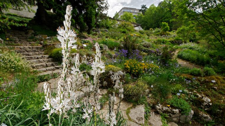 Botanischer Garten Bern