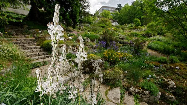 ae7f799e564b8a395b38b223a6a726c848929cf6 Botanischer Garten Bern