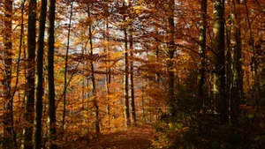 Im Naturerlebnispark Sihlwald ist die Natur sich weitgehend selbst überlassen. Damit das so bleibt, braucht es Regeln für die Besucher.