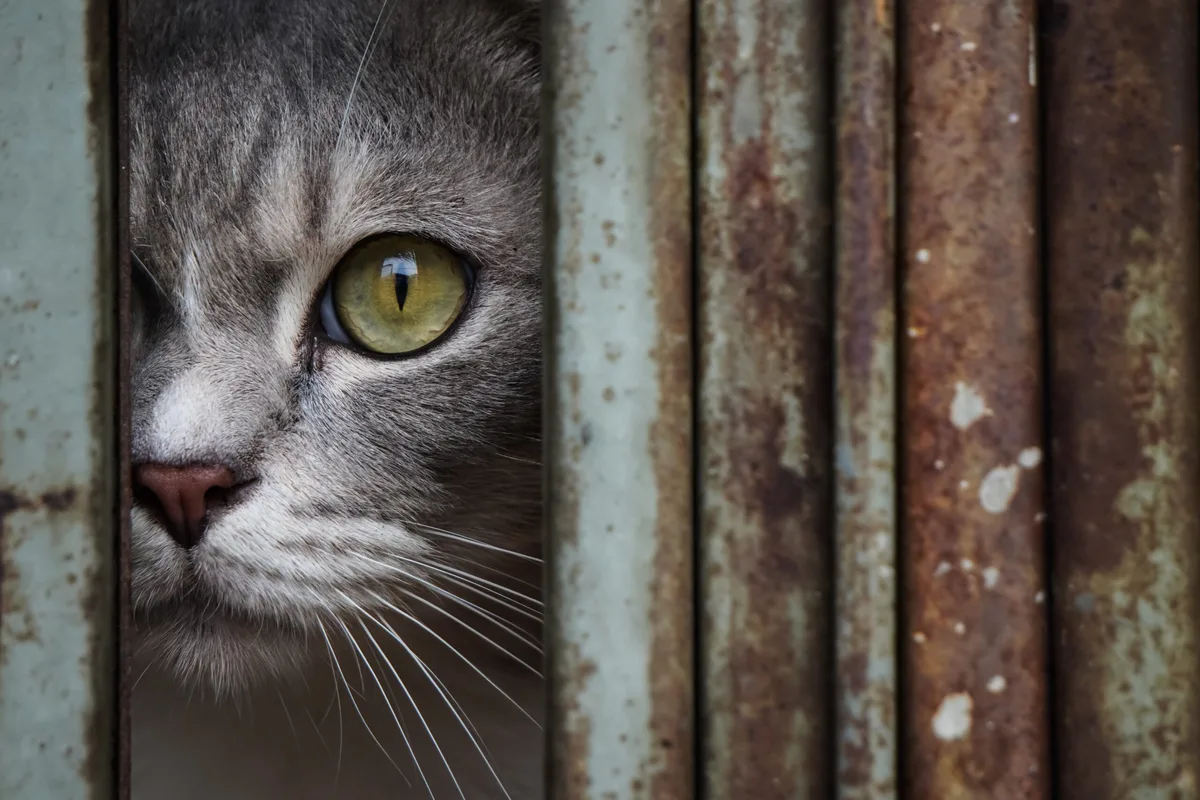 Close,Up,Photo,Of,Sharp,Gaze,Of,A,Cat’s,Eyes