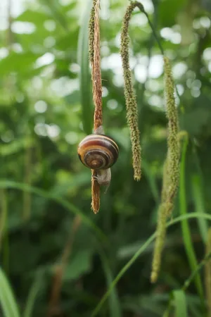 Nicht beliebt bei Gärtnern, aber unverzichtbar für unsere Ökosysteme: die Schnecke.