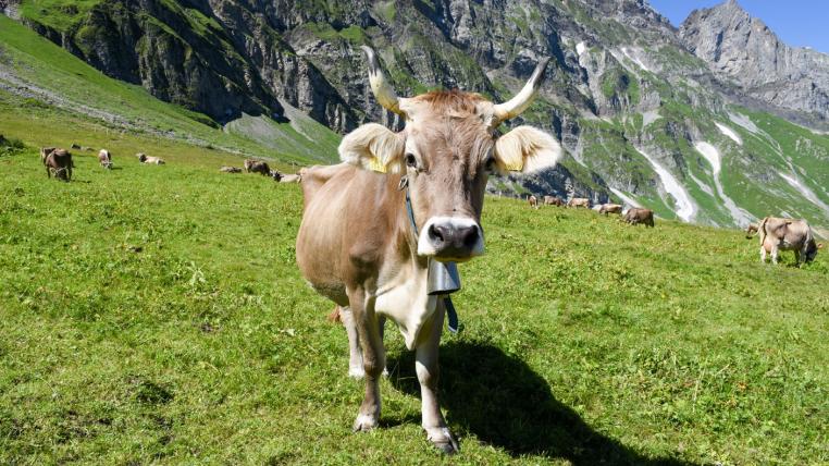 Kuh mit Hörnern in Engelberg