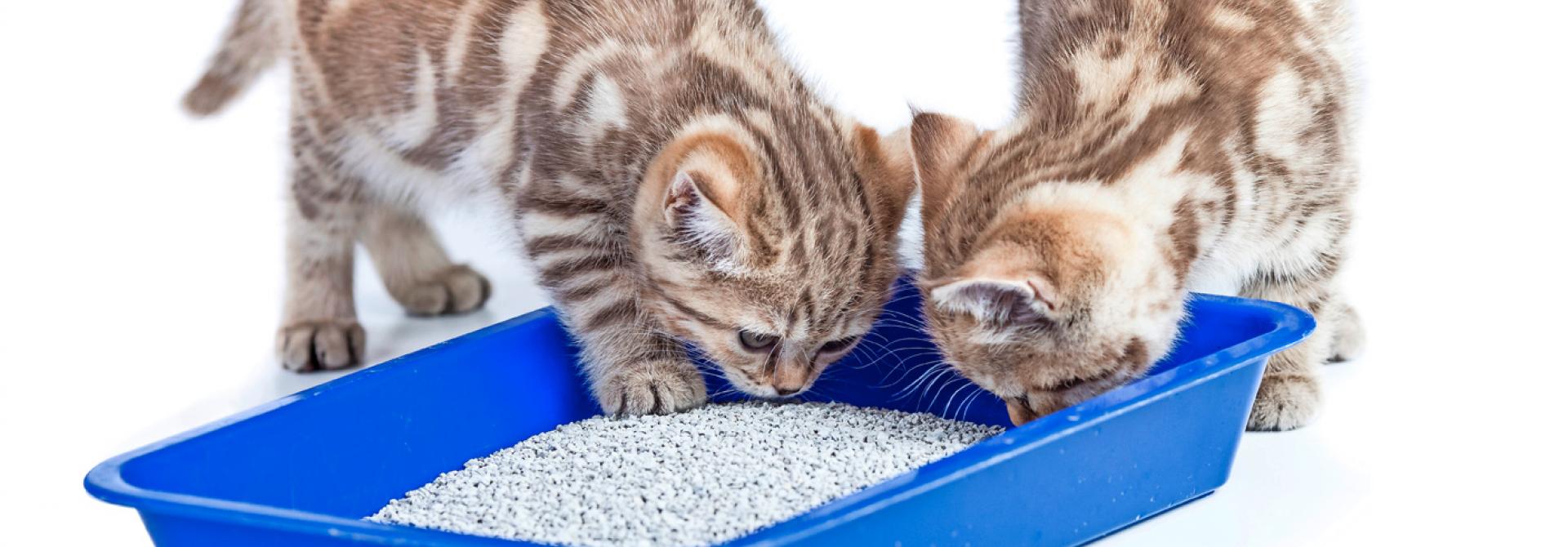 Katzen beim Kistli