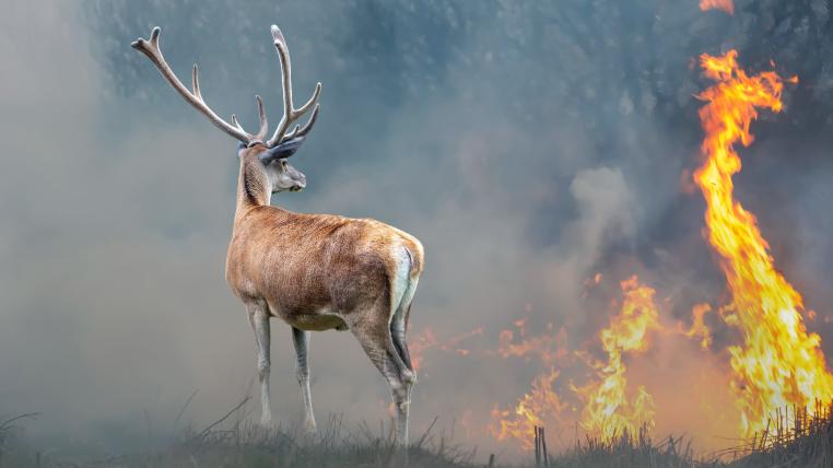 Hirsch vor Feuer