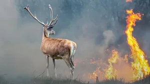Klimawandel: Hitze ist für alle Lebewesen ein Problem.