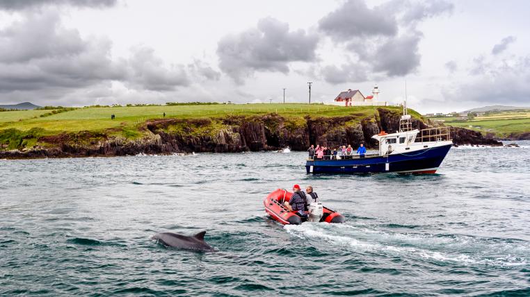 Delfin Fungie mit Booten vor Dingle