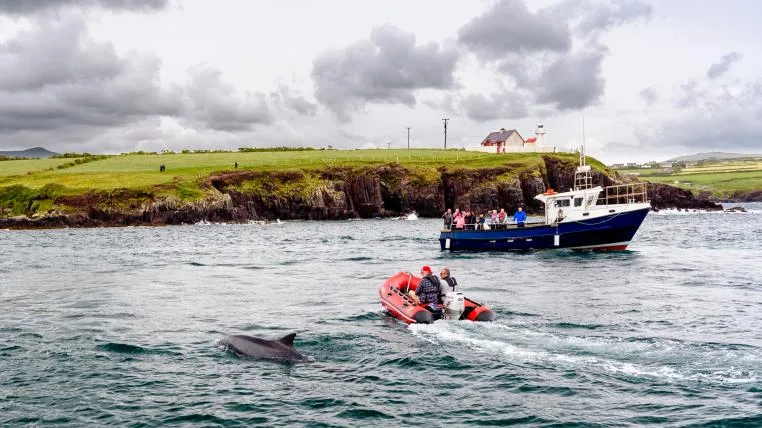 195d833b0bc70a45f2242bd32a8585ccea804432 Delfin Fungie mit Booten vor Dingle