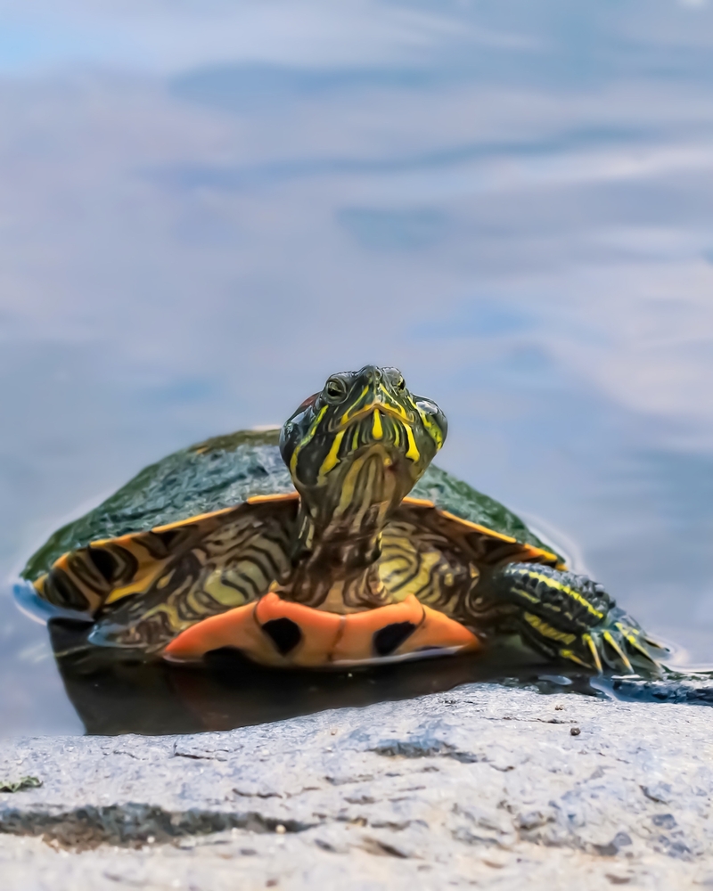 Faszination Wasserschildkröten