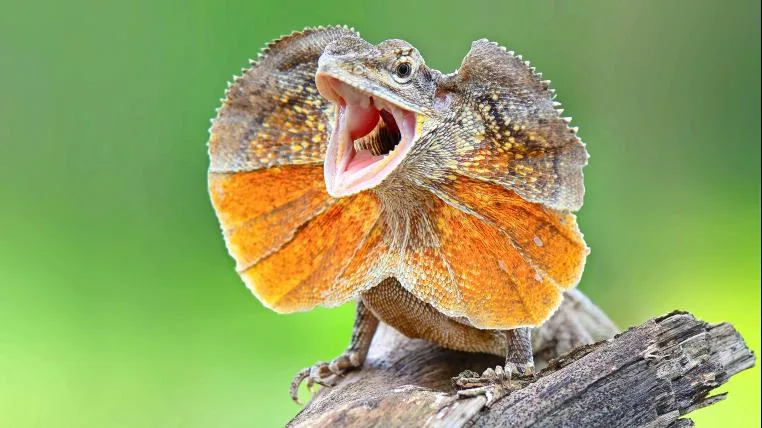 8b92f2fe9b0104de4ba70e543388ce1074ec0fa9 Echse stellt Kragen auf