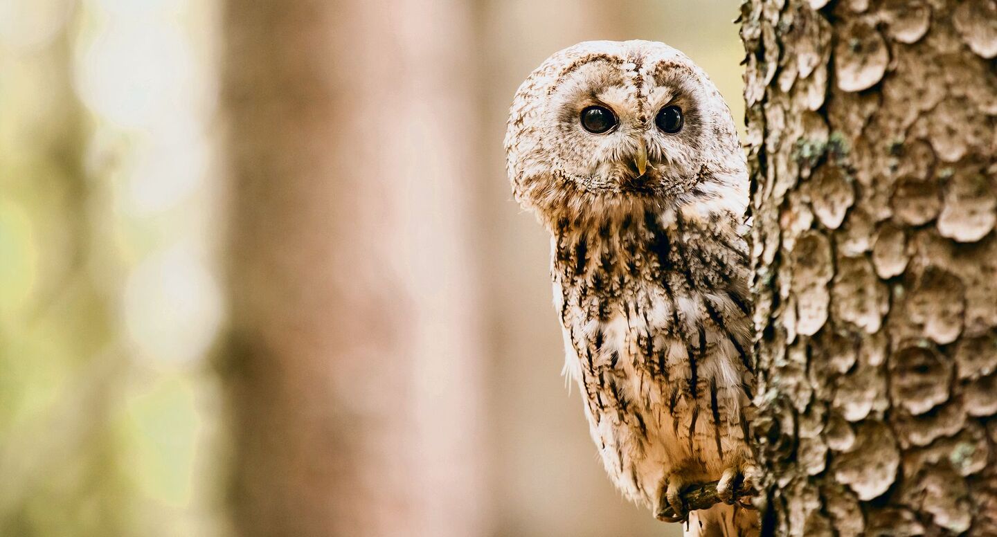 Der Waldkauz fühlt sich im Wildnispark Zürich pudelwohl.