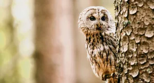 Der Waldkauz fühlt sich im Wildnispark Zürich pudelwohl.