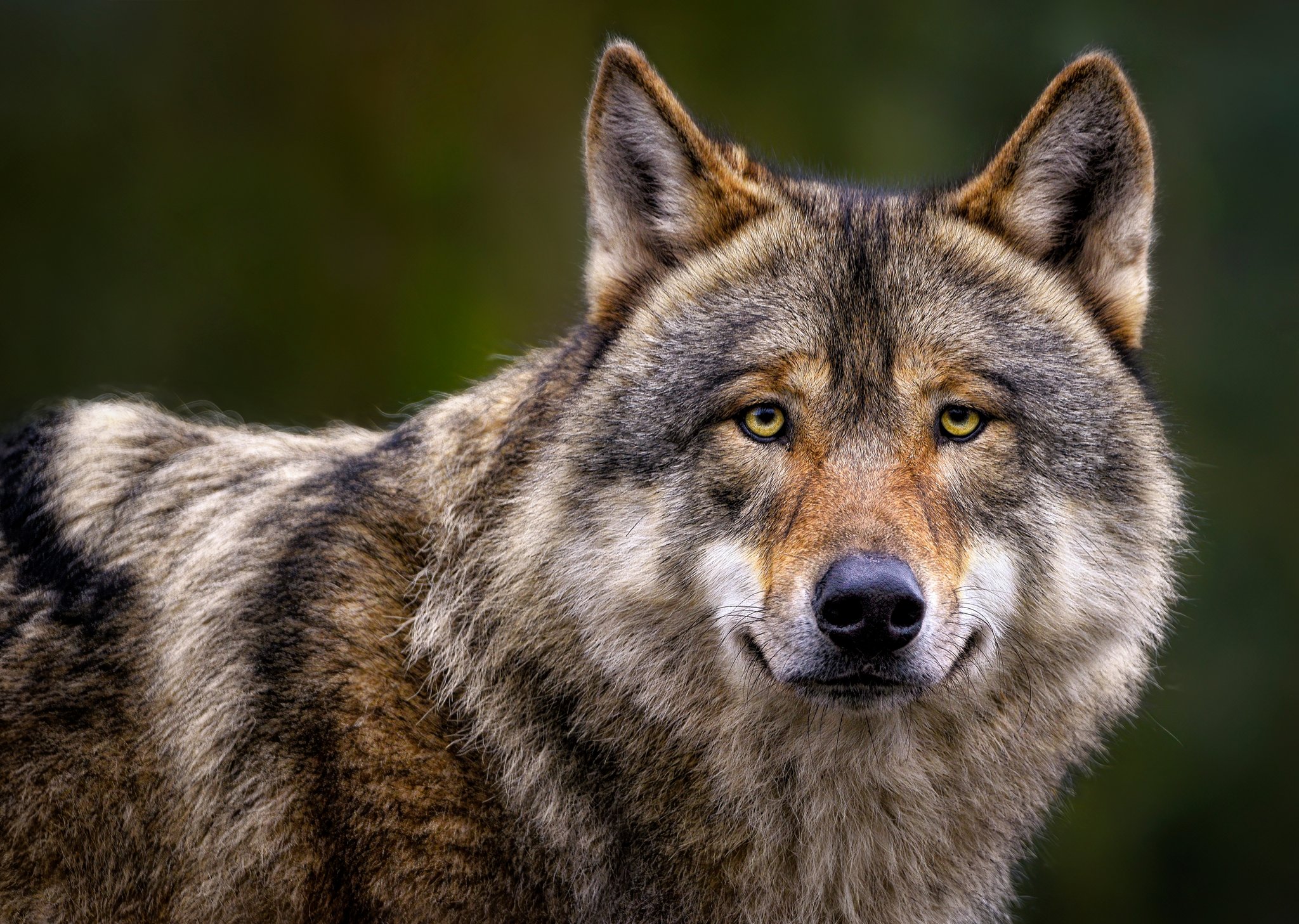 Schutz des Wolfes gelockert