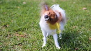 Die Gründe, warum ein Hund sich schüttelt, können sehr vielfältig sein, auf jeden Fall möchte er immer etwas «abschütteln» – auch mal Stress.