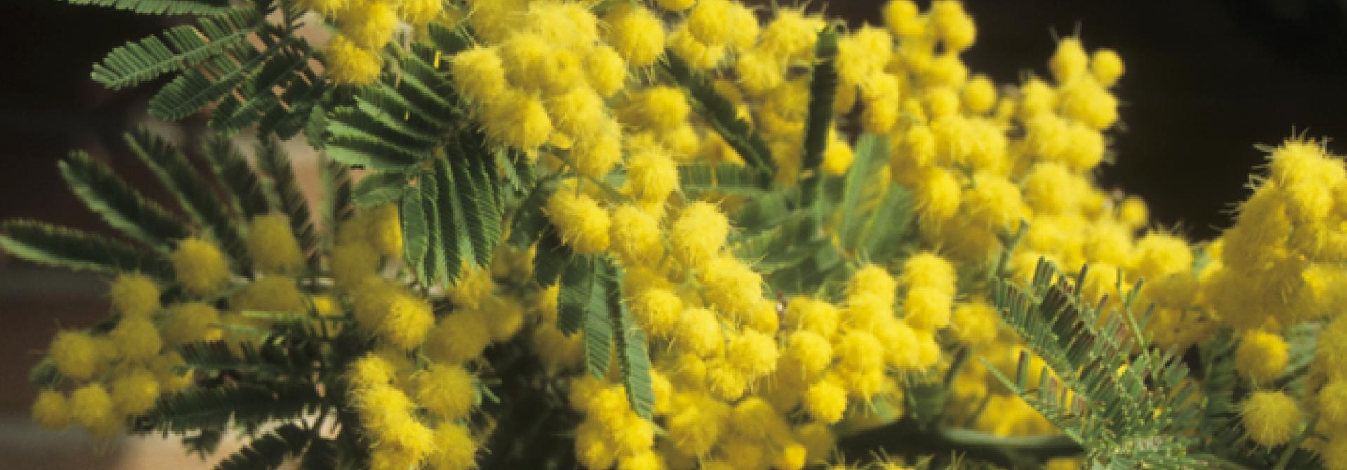 falsche_mimosen.jpg