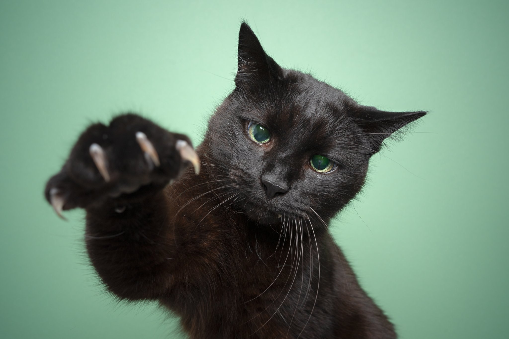 Beweisen Sie Ihr Wissen über die Körpersprache von Katzen