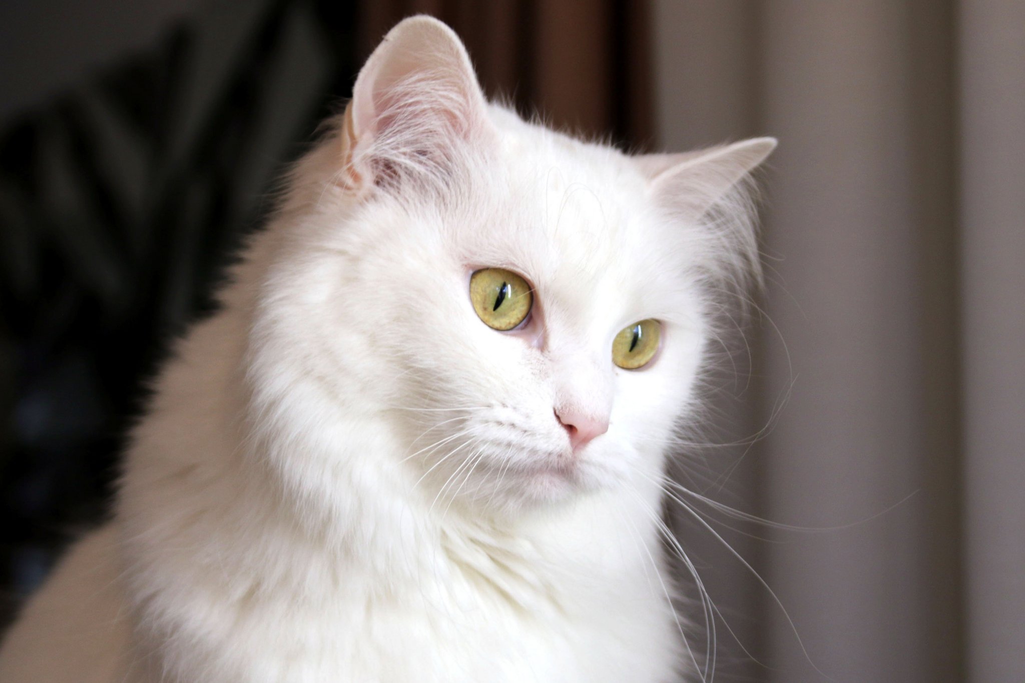 Die drei ältesten Katzenrassen der Welt