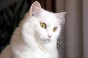 Türkisch Angora