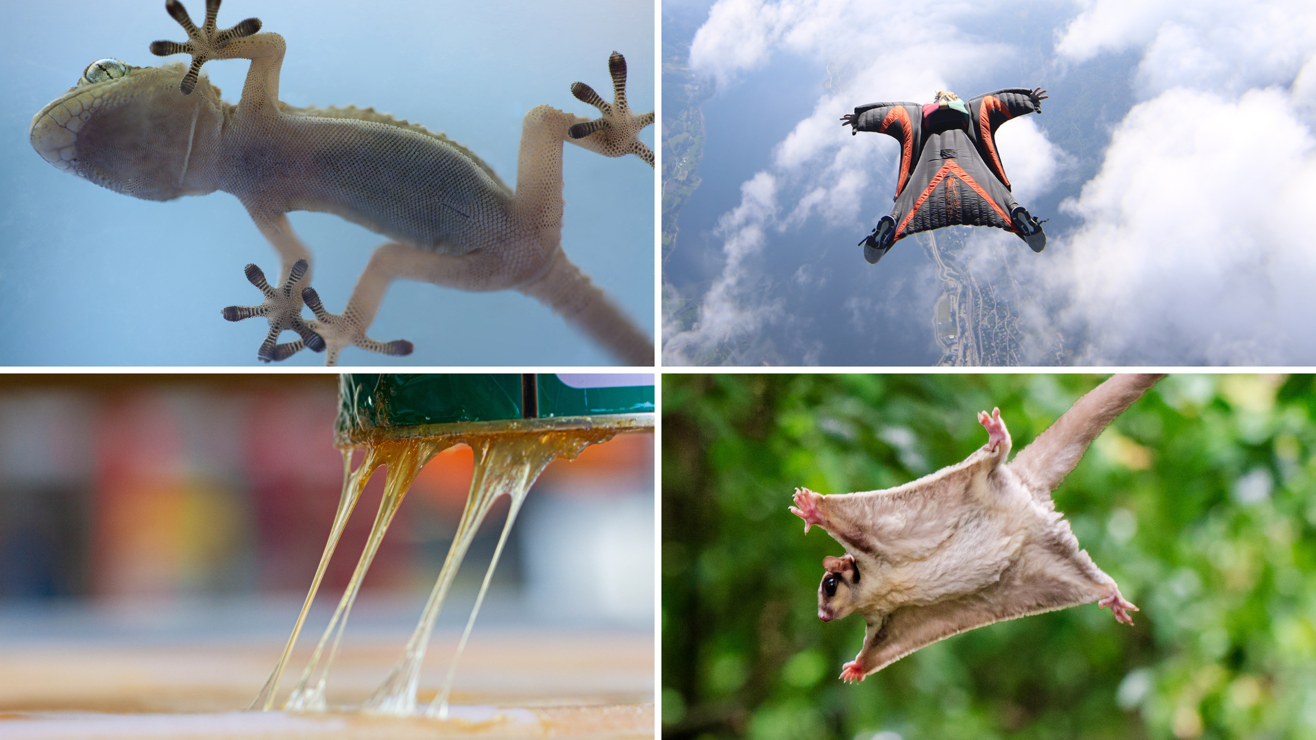 Natur als Vorbild für die Technik