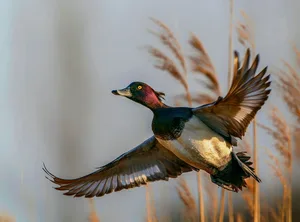 Abflug der Reiherente.
