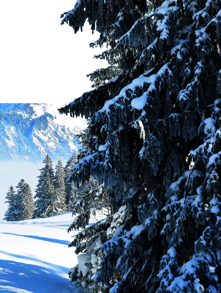 9a11a8190386ce2433a956f7be2ebbcbf07a6219a43aac68119883475b8a95b8 Winterbaum