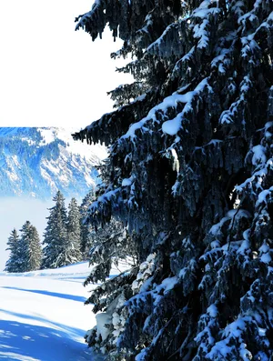 Auch wenn Bäume im Winter schutzlos wirken, nutzen sie ausgeklügelte biologische Strategien, um Kälte, Frost und Wassermangel zu überstehen.