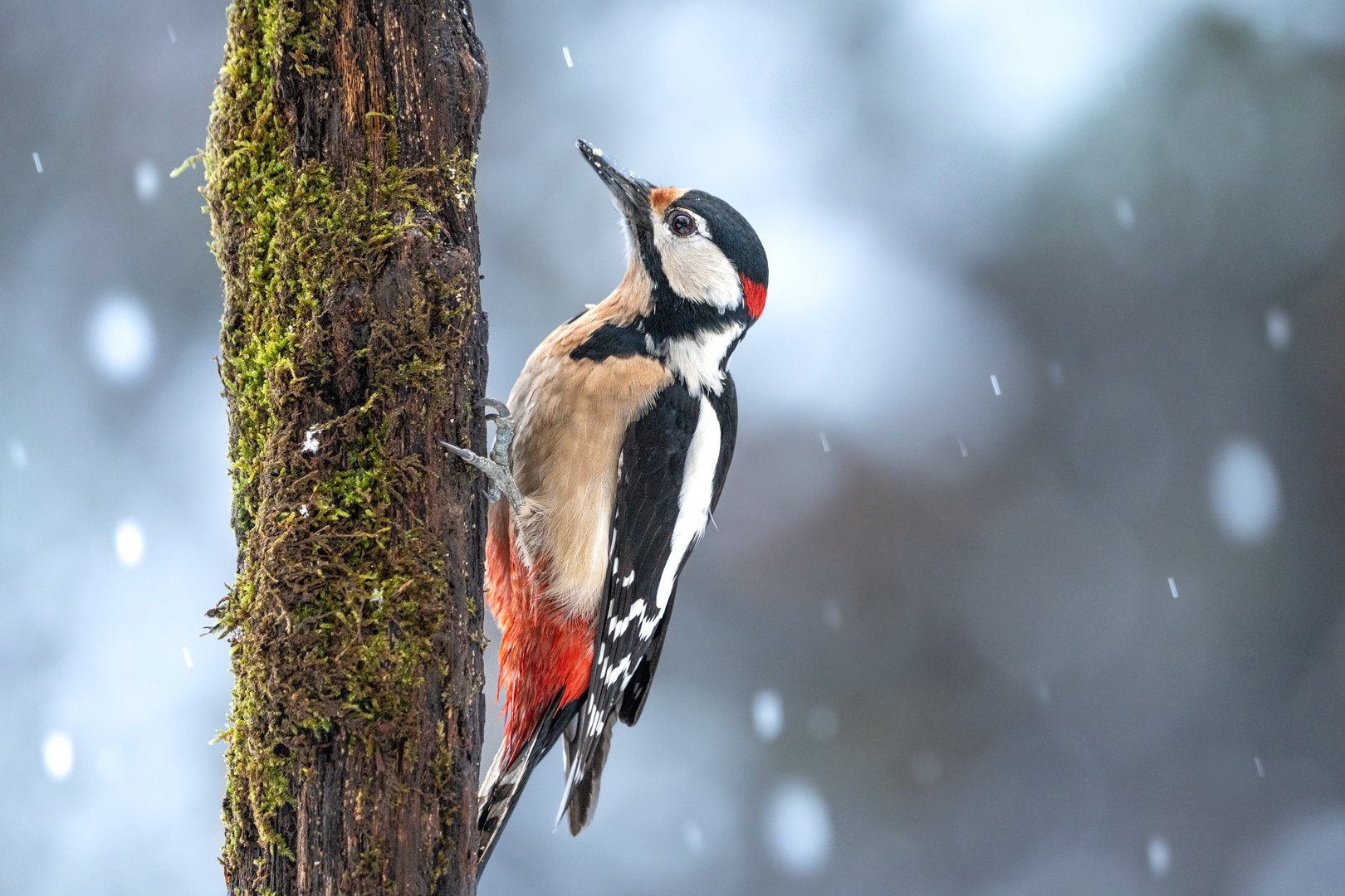 Rekord bei der Wintervogelzählung: Tausende zählen Vögel in Schweizer Gärten