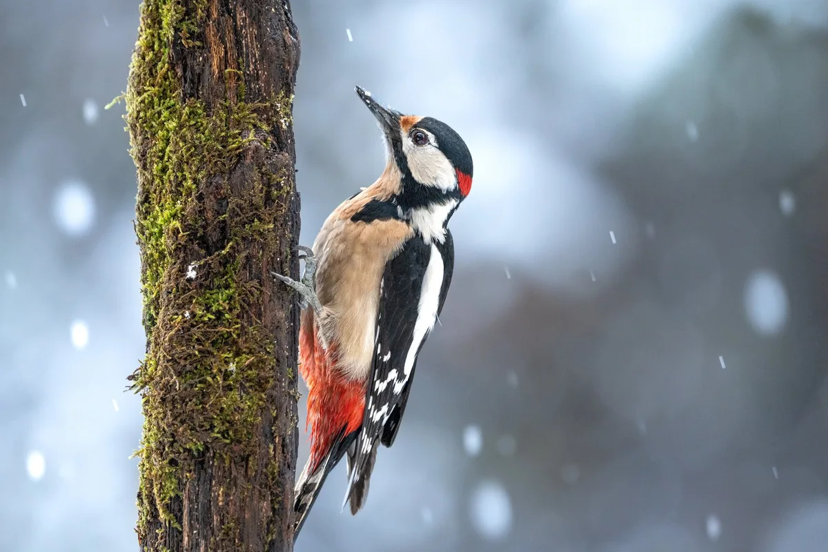 shutterstock_2323362627 Rekord bei der Wintervogelzählung: Tausende zählen Vögel in Schweizer Gärten
