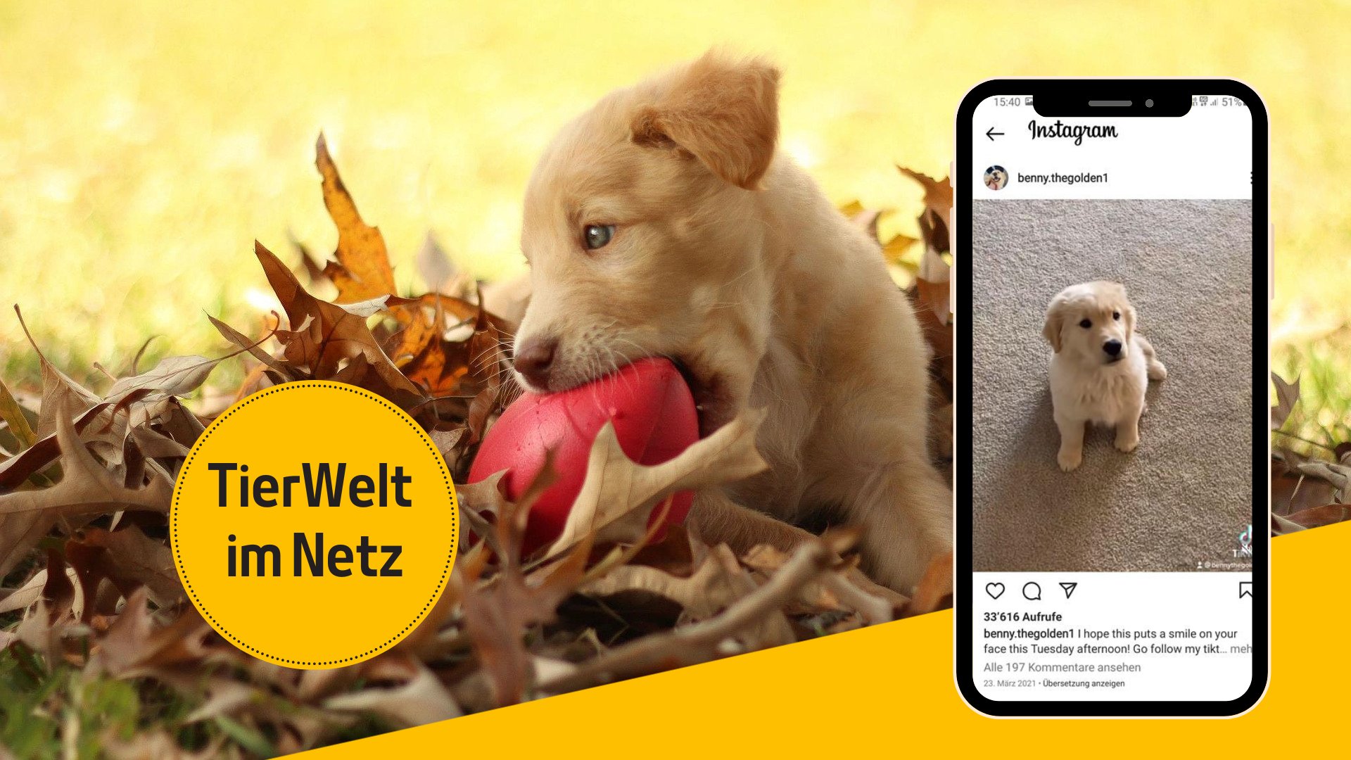 Hunde