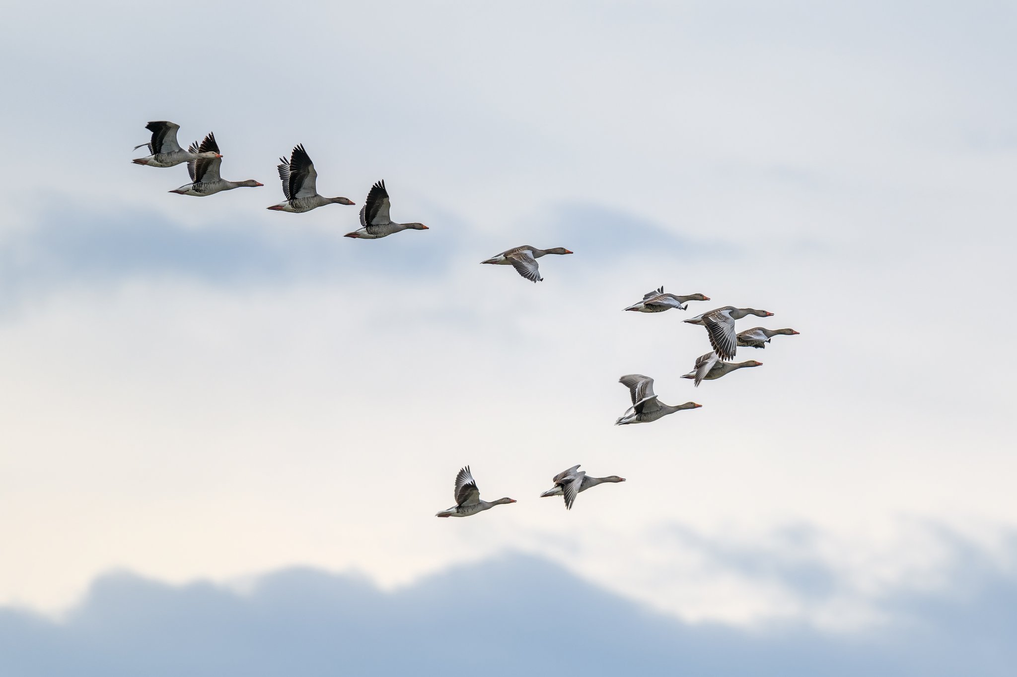 Klimawandel gefährdet Zugvögel