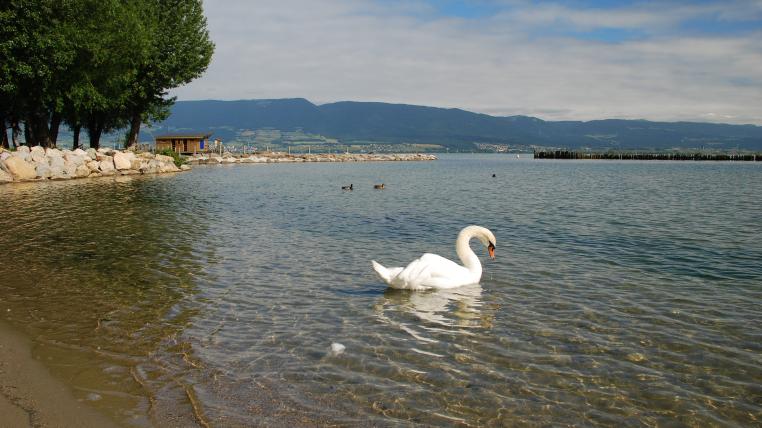 Schwan im Neuenburgersee
