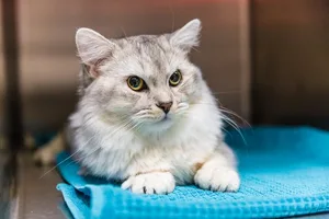Das Chippen einer Katze ist ein schneller und nahezu schmerzloser Vorgang.