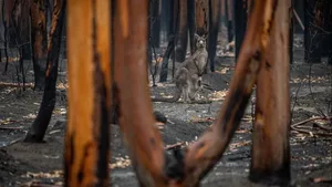 Die verheerenden Buschfeuer in Australien des letzten Sommers sind noch in bester Erinnerung. Nun sollt die nächste Hitzewelle an.