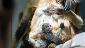 Im Schutz der Mutter: eines der beiden Klammeraffen-Babys im Zoo Basel.