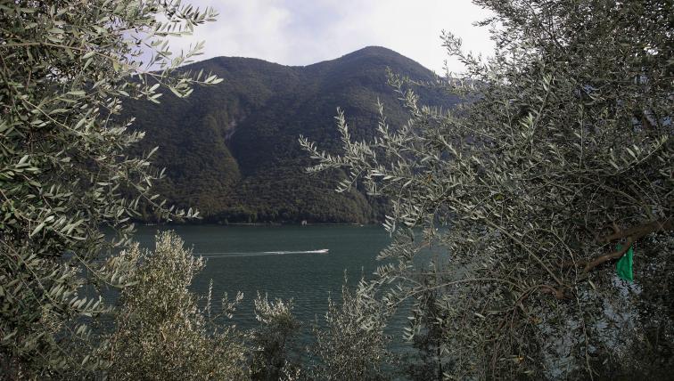Olivenlehrpfad Tessin