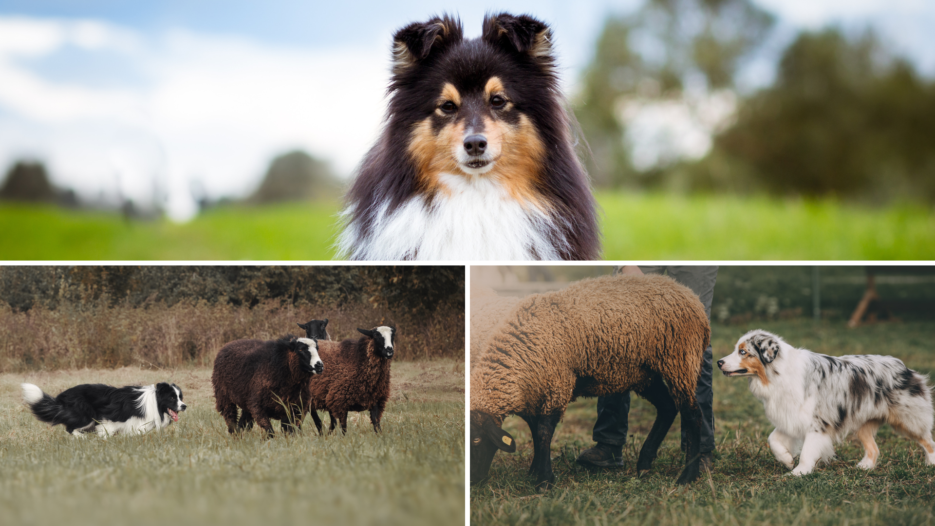 Testen Sie Ihr Wissen über Hüte-und Treibhunde im Quiz