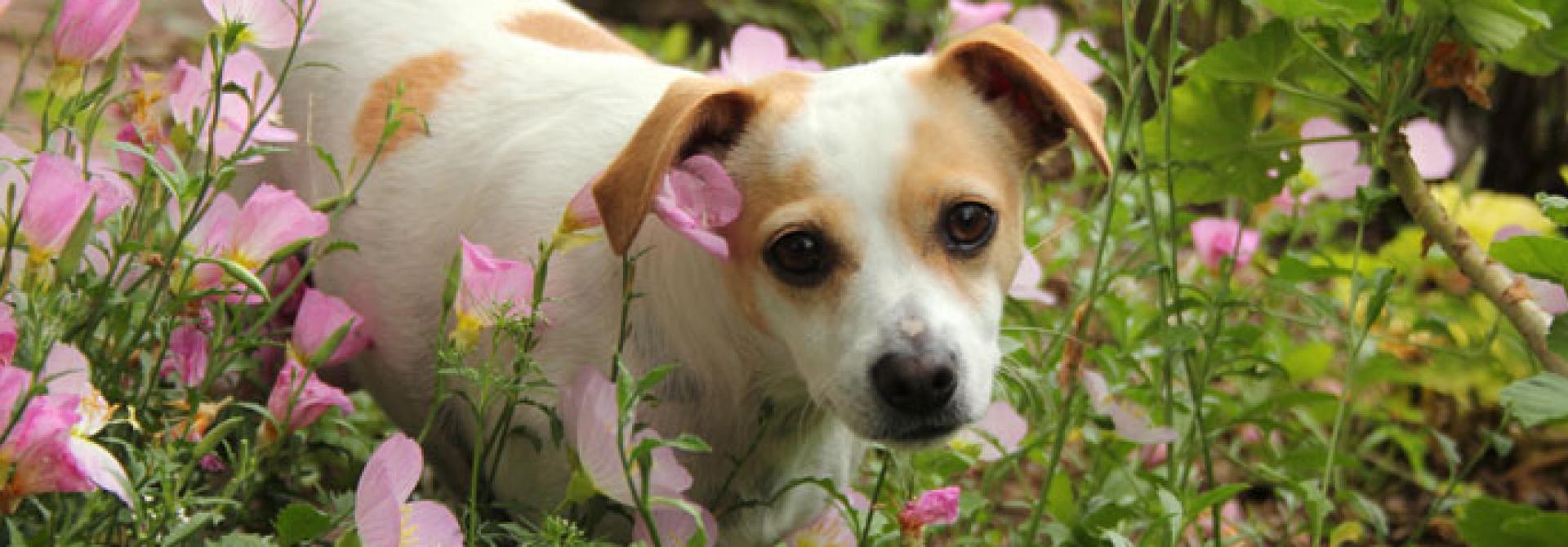 hund-im-garten.jpg