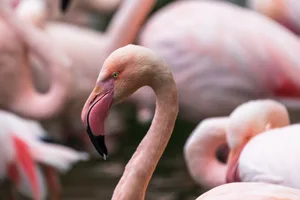 Die rosa Farbe hat der Flamingo nicht ohne Zufall.