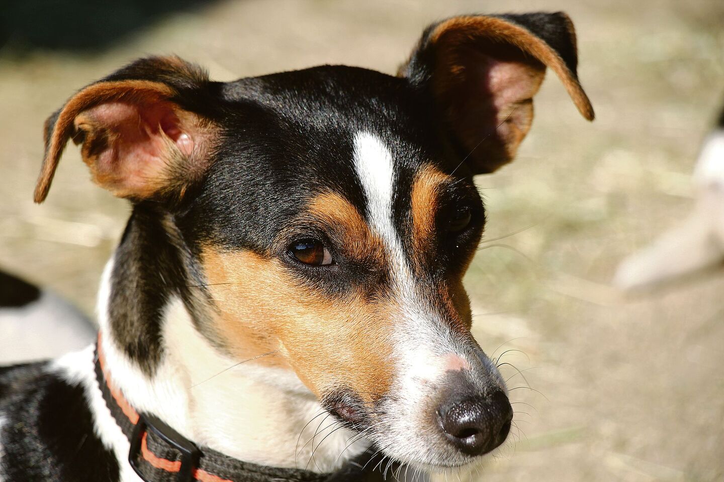 Der Ratier du Jura ist ein anhäng-licher und lieber Hund, der auf Wanderungen nie müde wird.