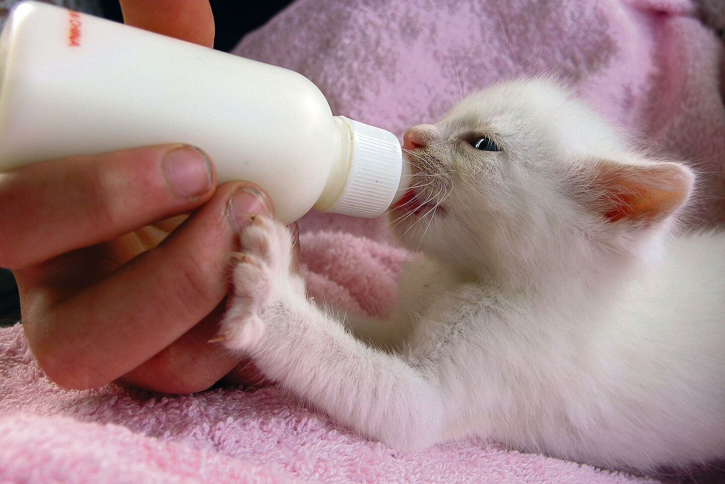 Baby Katze