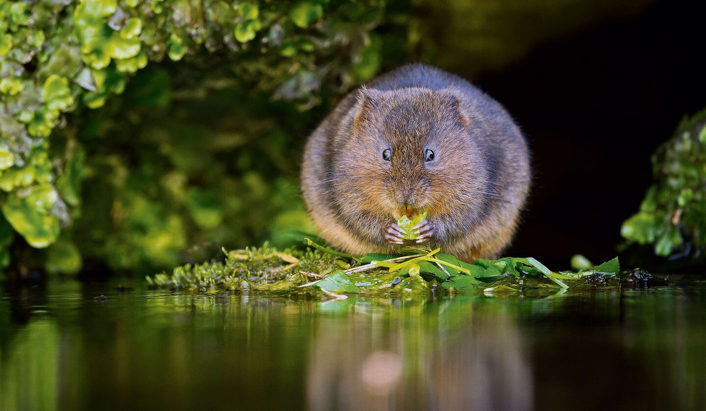 Schermäuse sind in manchen Regionen stark an Wasser gebunden. Im Englischen werden sie deshalb auch «Watervoles» (Wassermäuse) genannt.