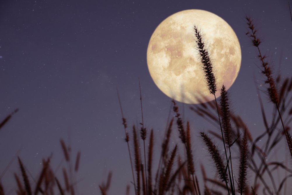 Gärtnern nach dem Mond