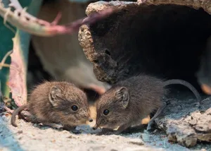 Jööh, sind die herzig: Die zwei kleinen Rüsselspringerchen sind am 10. März zur Welt gekommen.