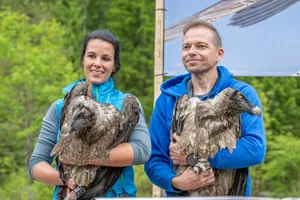 Die jungen Bartgeier Generl (links) und Luisa (rechts) wurden im Nationalpark Berchtesgaden der Öffentlichkeit vorgestellt.