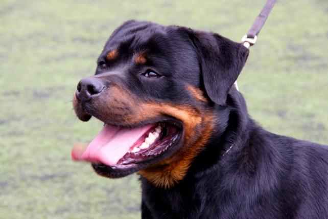 rottweiler.jpg