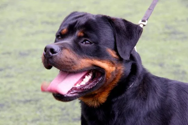 9c1b9984c409e5db44faa75f7e5289bec013dc13 rottweiler.jpg