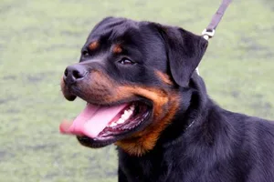 Der Rottweiler ist einer von zwölf Hunderassen, die künftig im Kanton Glarus bewilligungspflichtig sind. Die weiteren sind: