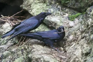 Das Kolkrabenpaar baut fleissig an seinem Nest. Diese Vögel bleiben sich ihr Leben lang treu und sind entgegen ihrem Ruf sehr fürsorgliche Eltern.