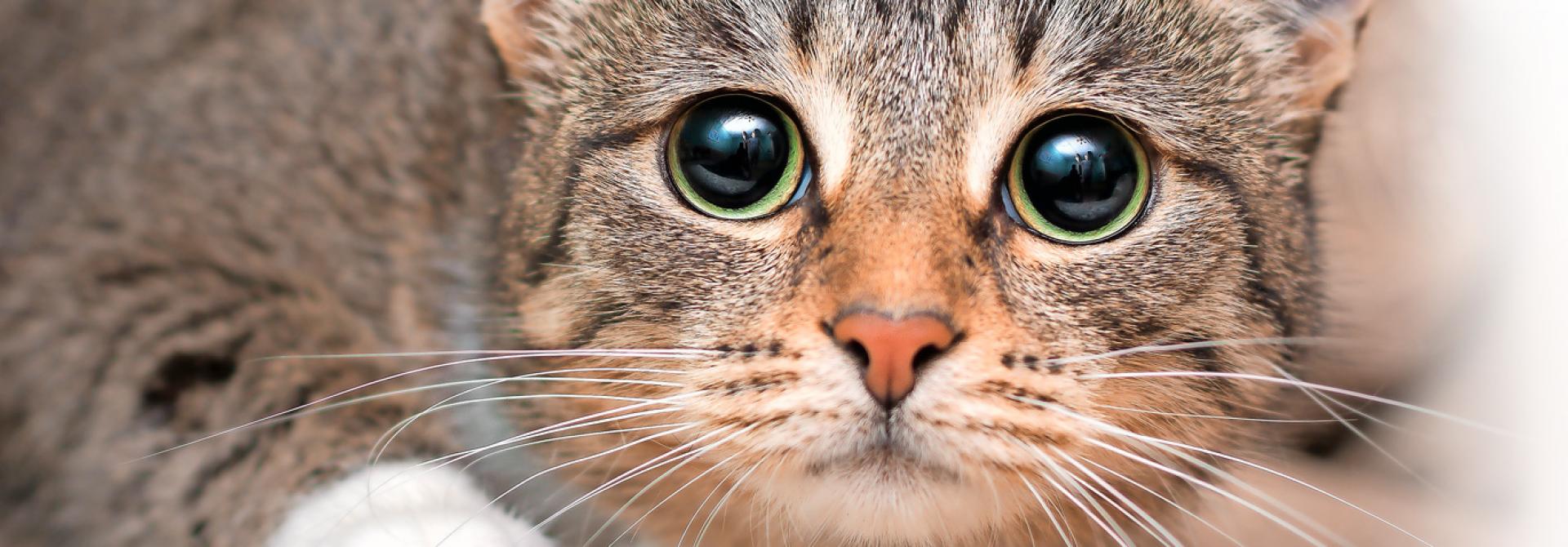 katze-angst-zylkene-milchprotein.jpg